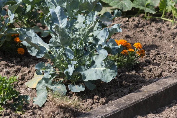 ミュンヘンの街の近くの南ドイツ シュトゥットガルトで晴れた日に 月のコテージ ガーデンでの野菜の植物 — ストック写真