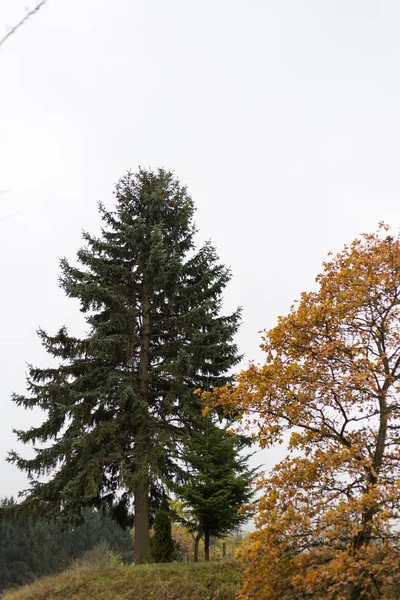 Neblige Herbstbäume Und Blätter Süddeutschen Raum Mit Grünem Rasen Und — Stockfoto