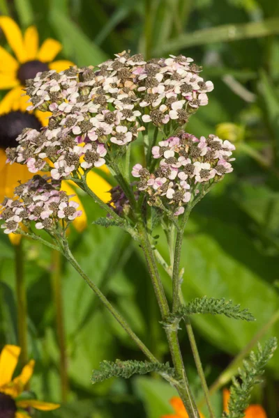 月に南ドイツの非常に晴れた日に 黄色オレンジ赤の背景に朝露で極端な色とりどりの花を参照してください — ストック写真