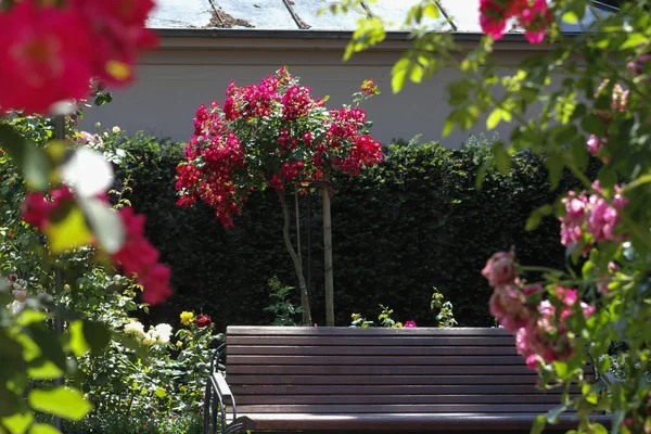 Дуже Сонячний День Червні Південній Німеччині Бачите Троянд Багатьох Кольорах — стокове фото