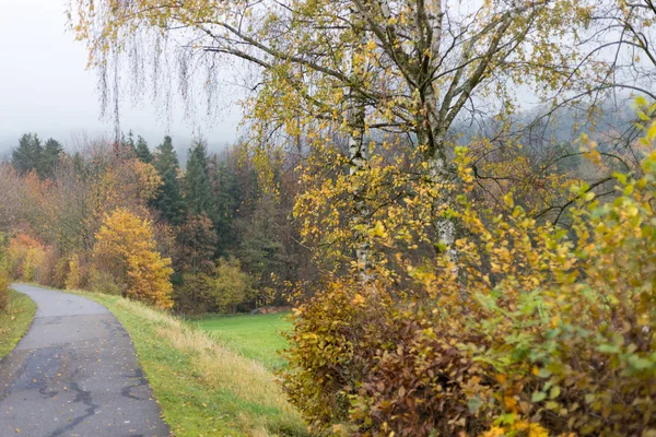 Mlhavé Podzimní Stromy Listy Jih Německým Venkově Zelený Trávník Inidan — Stock fotografie
