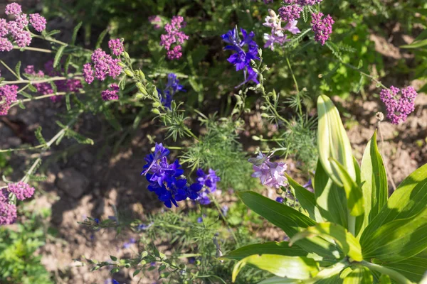 Sen Görmek Detayları Yazlık Ülke Çiçek Çiftlik Evinin Bahçe Ambiyans — Stok fotoğraf