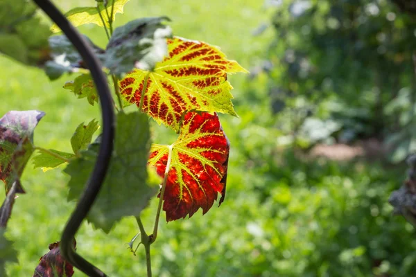 Raisin Aromatique Dans Chalet Sud Allemand Près Ville Stuttgart Fin — Photo