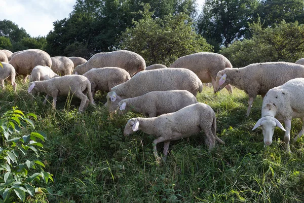 Vous Voyez Des Moutons Heure Été Août Allemagne Sud Près — Photo