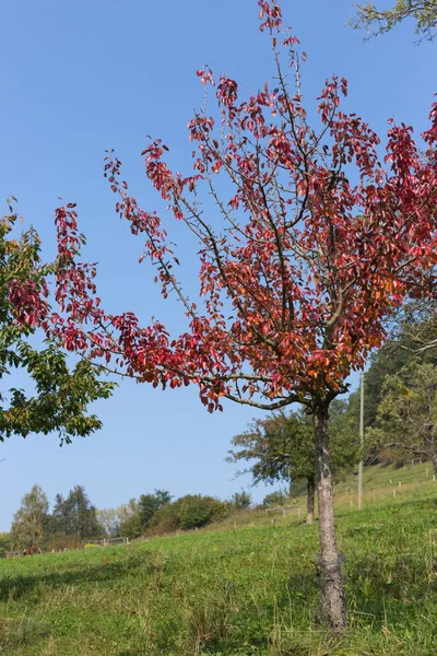 September Vallen Zuid Duitsland Bomen Bladeren Met Herfst Kleurrijke Planten — Stockfoto