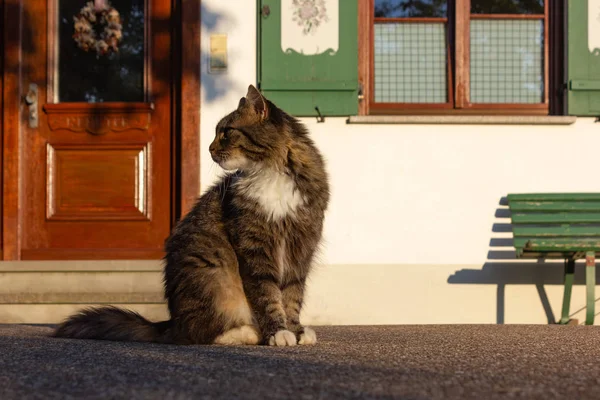 Hnědá Kočka Před Statek Létě Odpoledne Jižním Německu — Stock fotografie