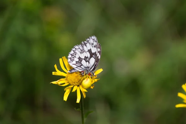 蝶黒構造が明るいパターンは南ドイツのブナ林の花のオレンジ イエロー色に素敵なコントラストを与える — ストック写真