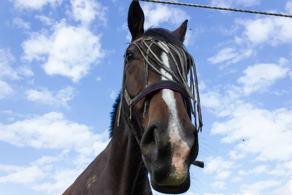 Cavallo Bruno Recinto Con Prato Verde Cielo Blu Nel Sud — Foto Stock