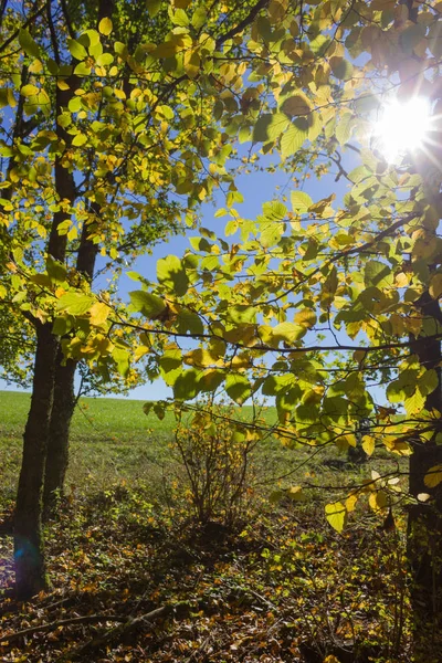 Yapraklar Ağaçlar Sonbahar Orman Güney Alman Kırsal Alanda Aracılığıyla Güneş — Stok fotoğraf
