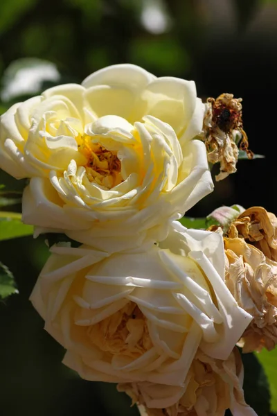 Hermosos Colores Especiales Flor Saúco Saúco — Foto de Stock