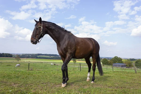 Cavallo Bruno Recinto Con Prato Verde Cielo Blu Nel Sud — Foto Stock