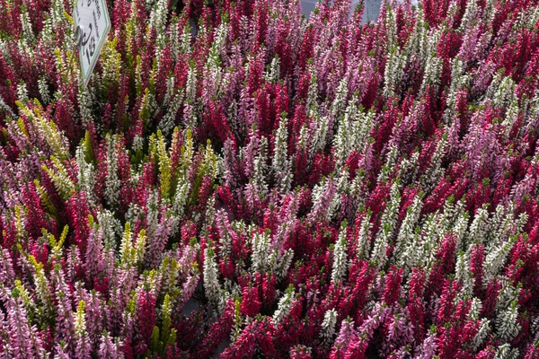 stock image fresh frost resistant flowers on a street market in autumn october in south germany countryside near city of stuttgart and munich