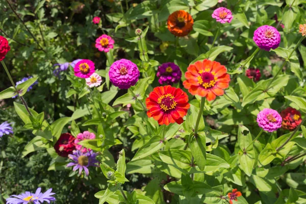 Vidvinkel Titta Färgglada Blommor Södra Tyskland Landsbygden Solig Dag Augusti — Stockfoto