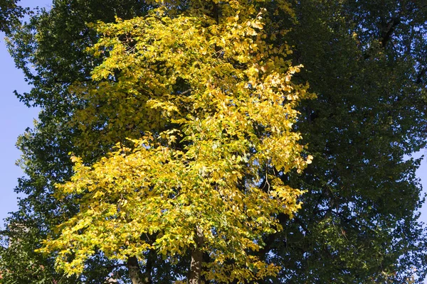 10月 在靠近斯图加特地区的德国南部历史名城 有一片黄色的秋天的树木 拥有灿烂的蓝天和温暖的阳光 — 图库照片