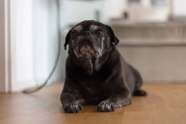 Trapeadores Pug Negro Llamado Adelheid Durmiendo Suelo Calor Del Verano — Foto de Stock