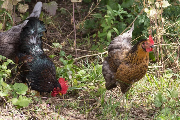 Einem Sonnigen Maitag Süddeutschland Sieht Man Männliche Und Weibliche Hühner — Stockfoto