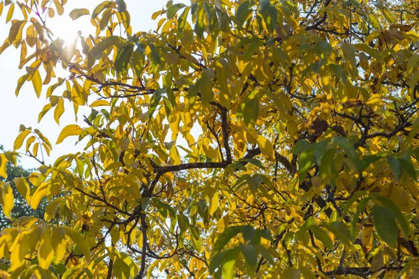 Вересні Потрапляють Південній Німеччині Дерев Листя Осінній Пейзажами Барвисті Рослини — стокове фото