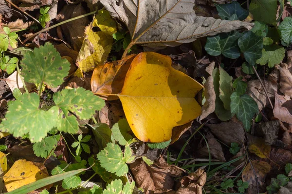 Herbst Blättert Pflanzen Und Beeren Herbstfarben Einem Schönen Sonnigen Tag — Stockfoto