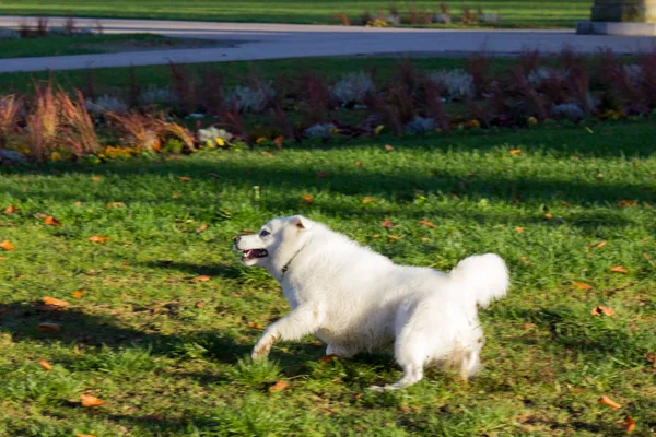 Schwarzer Mops Und Weißer Freundehund Amüsieren Sich Novemberabend Rokoko Park — Stockfoto