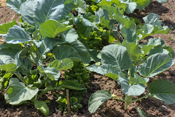 Día Muy Soleado Junio Sur Alemania Ven Plantas Verdes Como — Foto de Stock