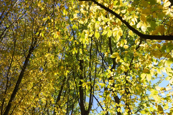 Сонце Світить Через Листя Дерева Осінній Ліс Поля Місцевість Південь — стокове фото