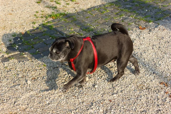 Mops Deutschen Mops Namens Adelheid Auf Urlaubsreise Biergarten Und Park — Stockfoto