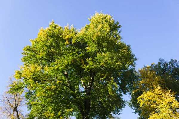 Дерева Жовтим Кольором Падіння Сонячний День Жовтні Південній Німеччині Історичне — стокове фото