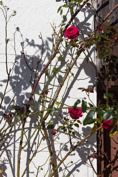 Rámec Statek Růžovou Zahradou Babí Léto Měsíce Října Jih Německá — Stock fotografie
