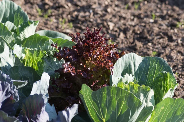 Mycket Solig Dag Juni Södra Tyskland Detaljer Och Färger Gröna — Stockfoto