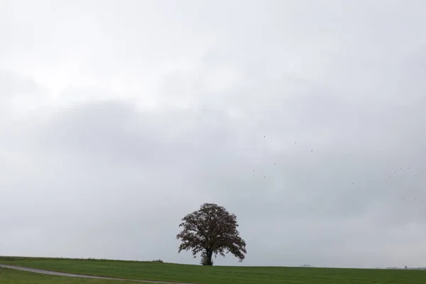 Landschaft Mit Sichtbarem Horizont Einem Nebligen Novembertag Mit Indischen Herbstfarben — Stockfoto