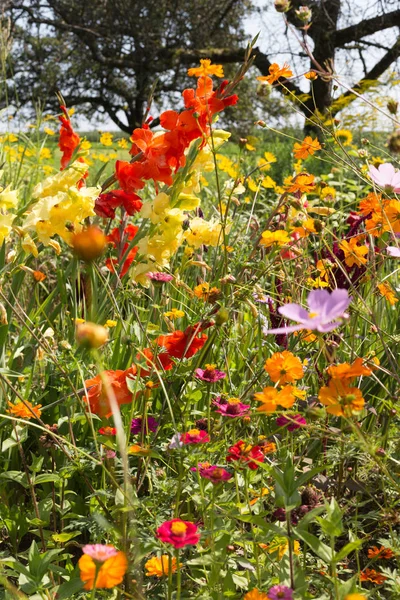 Groothoek Kijken Naar Kleurrijke Bloemen Zuid Duitsland Platteland Een Zonnige — Stockfoto