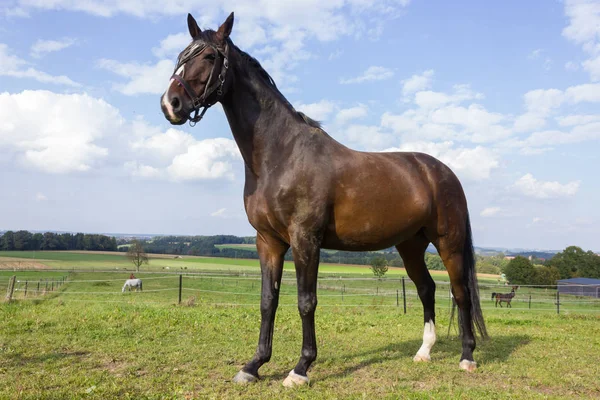 Braunes Pferd Auf Einer Koppel Mit Grünem Rasen Und Blauem — Stockfoto