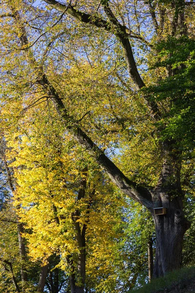 Bomen Met Gele Kleur Van Herfst Een Zonnige Dag Oktober — Stockfoto