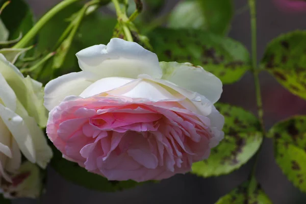 Солнечный День Июне Южной Германии Видите Розы Многих Цветов Розовый — стоковое фото