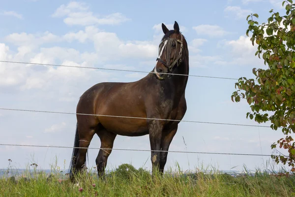 Braunes Pferd Auf Einer Koppel Mit Grünem Rasen Und Blauem — Stockfoto