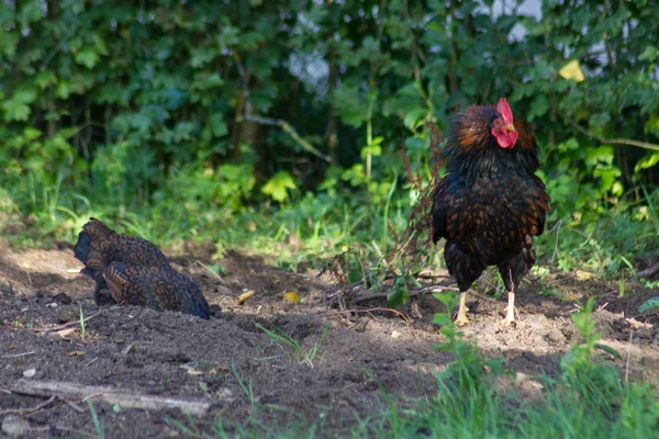 Dia Muito Ensolarado Julho Alemanha Sul Você Galinhas Macho Fêmea — Fotografia de Stock