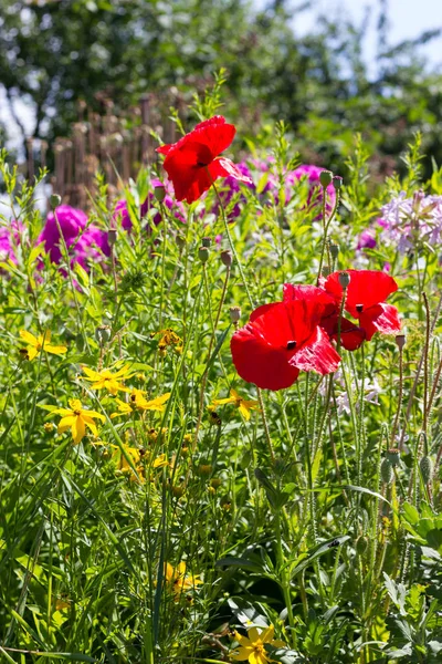 on a very sunny day in july in south germany you see details and colors of cottage country flowers in garden ambiance of farmhouse with red and pink and blue color of southern sky