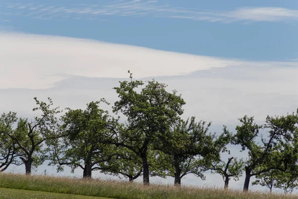 Árboles Verdes Con Nubes Impresionantes Cielo —  Fotos de Stock