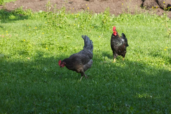 Dia Muito Ensolarado Julho Alemanha Sul Você Galinhas Macho Fêmea — Fotografia de Stock