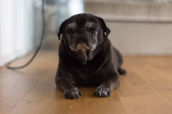 Trapeadores Pug Negro Llamado Adelheid Durmiendo Suelo Calor Del Verano — Foto de Stock