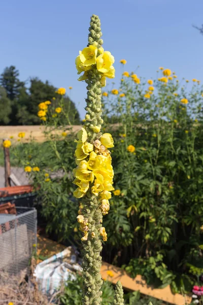 Sen görmek detayları ve tek closeup yazlık ülke çiçek çiftlik evinin Bahçe ambiyans içinde renklerle harika turuncu kırmızı ve pembe ve mavi renkler çok güneşli Güney Almanya'da Temmuzda