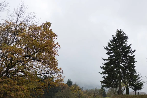 Niebla Árboles Otoño Hojas Campiña Del Sur Alemania Con Césped —  Fotos de Stock