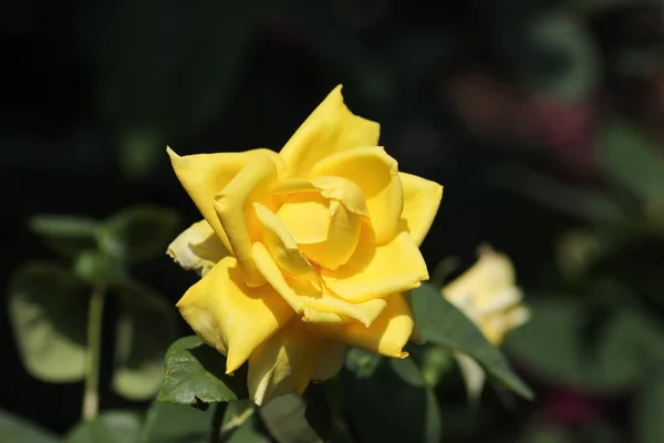 Día Muy Soleado Junio Sur Alemania Ven Rosas Muchos Colores — Foto de Stock