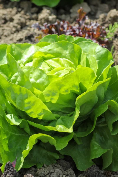 Einem Sonnigen Junitag Süddeutschland Sieht Man Grüne Pflanzen Wie Salat — Stockfoto