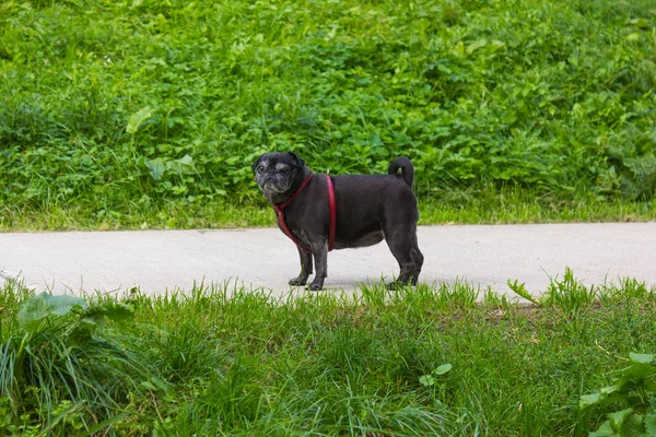 pug in german mops named adelheid on holiday trip in beer garden and park of south germany