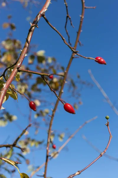 Fák Ágai Bogyók Őket Őszi November Táj Amikor Nap Süt — Stock Fotó