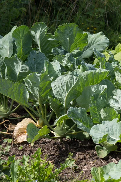 Groenteplanten Een Cottage Tuin Een Zonnige Dag Juli Zuid Duitsland — Stockfoto