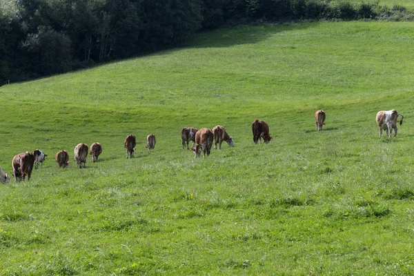 Manada Vacas Campo Verde Mes Agosto Verano Sur Alemania Rural — Foto de Stock