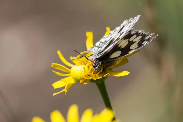 Patrón Brillante Mariposa Con Estructura Negra Dan Bonito Contraste Con — Foto de Stock