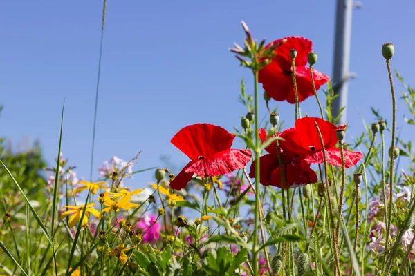 on a very sunny day in july in south germany you see details and colors of cottage country flowers in garden ambiance of farmhouse with red and pink and blue color of southern sky